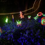Luminous Creatures