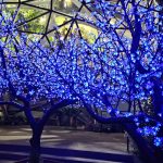 Enchanted Trees