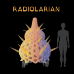 Radiolarian